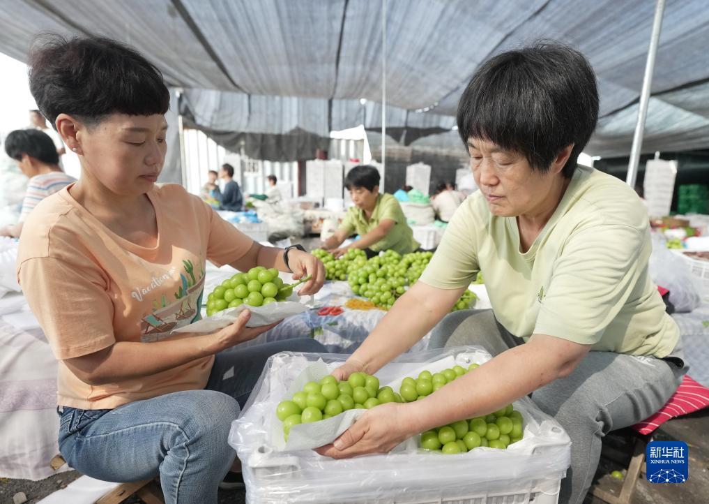 最新皇冠菠菜